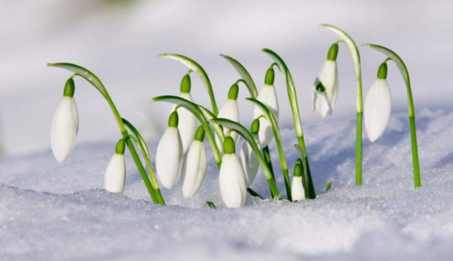 PROGNOZA METEO PE DOUĂ SĂPTĂMÂNI / ÎN SFÂRȘIT PRIMĂVARĂ! Ce temperaturi vom avea și când vin ploile - 002snowdrop31dlcampbellplantlife-1520253855.jpg