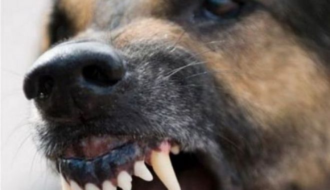 Proprietarul celor 8 câini care au atacat un copil, reținut. În loc să-l ducă la spital, l-a luat acasă și i-a dat ceai - 01cainecaineagresiv-1645254944.jpg