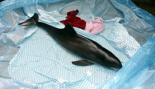 O femelă delfin și puiul ei au murit în Portul Constanța - 01marsuin31mai2012-1338566816.jpg