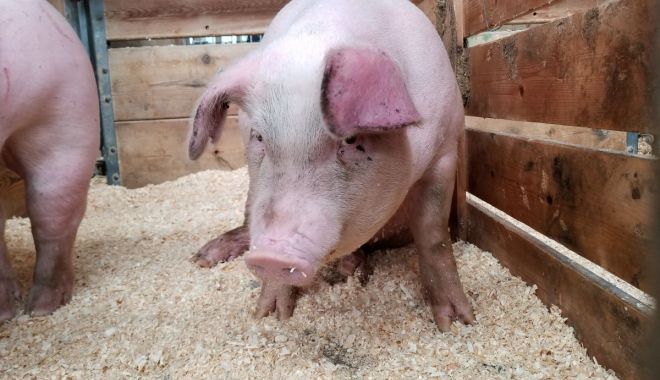 Controale „şoc” în pieţe înainte de Crăciun - 01purceimasa818kg-1637568327.jpg