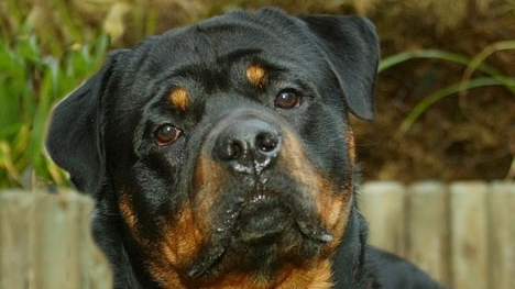 Imagini șocante! Un bărbat din Agigea a fost sfâșiat de un rottweiler în curtea unui vecin | VIDEO - 0303103000-1341232180.jpg