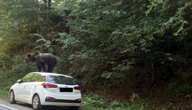 Urs fotografiat pe o mașină, într-o zonă turistică din Argeș - 035cb921851642db883ecf553cc4e607-1628952622.jpg