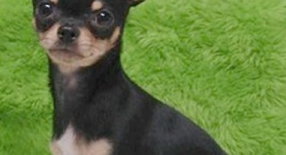 60.000 de câini Chihuahua, abandonați de stăpâni pentru că nu mai sunt la modă în America - 03d7a479a808f3c2207e08831c076a9f.jpg