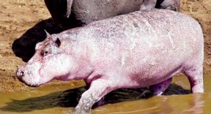 Animale mai roz decât vedetele - 03da11bcf3f19cb55f1bc0edb4e6ec6f.jpg