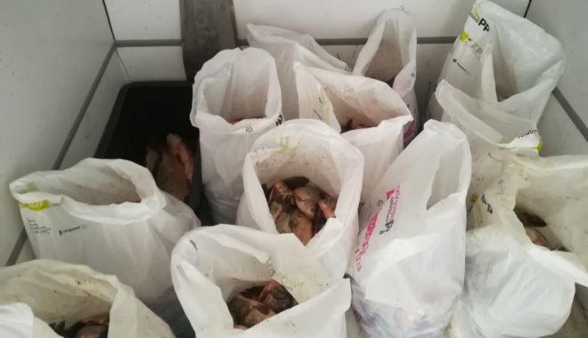Sute de kg de pește, confiscate de polițiștii constănțeni - 04021-1549271246.jpg