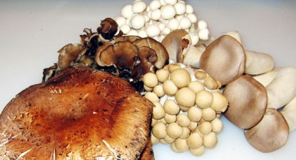Tumorile cancerigene, combătute cu o ciupercă din China - 04b24b26cc577d2ed995d9f8460dbd4a.jpg