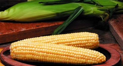 Cultivat și în România Porumbul modificat genetic este toxic pentru organele interne - 0588e736a063a36f25c6cfcc7c3e5422.jpg