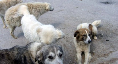 Maidanezii îi costă pe primarii din județ sute de milioane - 0598165d8f7d7e39e209a26fe86d8d6a.jpg