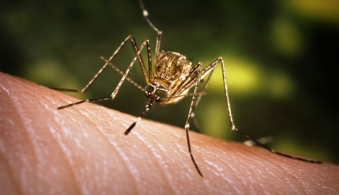 Anunț important de la Ministerul Sănătății în legătură cu virusul West Nile - 0615nwsrpelwestnile1-1533815758.jpg