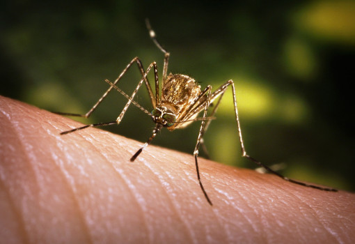 Ce măsuri trebuie luate pentru a scăpa de atacul ȚÂNȚARILOR UCIGAȘI! - 0615nwsrpelwestnile1-1535633802.jpg