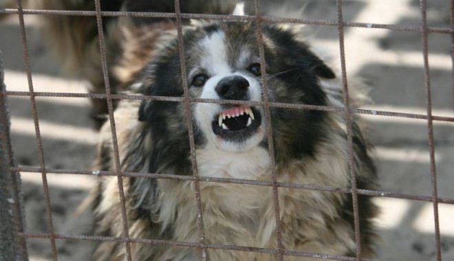 Caz ȘOCANT! Fetiță de 3 ani, UCISĂ de câine, chiar în curtea casei - 06maidanezrzv0145577ba8fd-1395214229.jpg