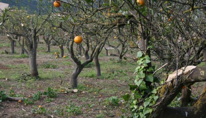 Stare de calamitate în Sicilia din cauza secetei extreme. Producția de portocale este compromisă