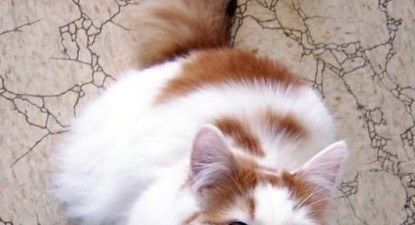 Veterinarul pe recepție - 089ca8cdbd14932172e61a7310ca9cc9.jpg