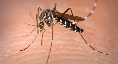 Virusul West Nile a făcut a doua victimă în Constanța - 0a4050ad129d064cf623202aabec8949.jpg