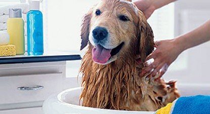 Veterinarul pe recepție - 0a894996400799d89096a3a30b4b3dfd.jpg