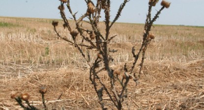 Statul român lasă pârloagă mii de hectare de teren agricol, în județul Constanța - 0c3a70ac18090afe9c6c5090b0398088.jpg
