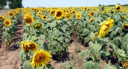 Producția de floarea-soarelui scade la jumătate, în 2009 - 0c7105be927a03bb3567bf01feec05a5.jpg