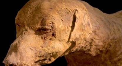 Mumiile a peste opt milioane de câini, găsite într-o catacombă din Egipt - 0e5906ed4eb4acb3d339bf2c0915cc91.jpg