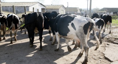 Cantitatea de lapte de vacă din unitățile procesatoare a scăzut cu 10% în octombrie - 0f1da65fdcf697ce21f424de22c79ab9.jpg
