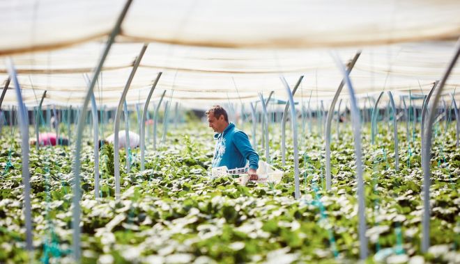 Mii de britanici vor participa la munci agricole în lipsa angajaților sezonieri străini - 0gettyimages565406691-1588174690.jpg
