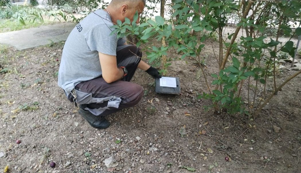 O nouă acțiune de deratizare în municipiul Constanța și stațiunea Mamaia