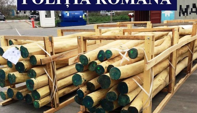 Lemne confiscate de polițiștii constănțeni, după ce mai multe containere din port au fost controlate - 1-1574334970.jpg