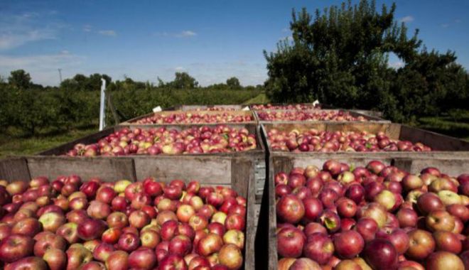 Exporturile de fructe comestibile ale României au crescut - 1-1598171823.jpg