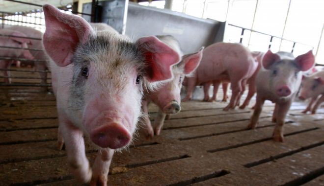 România înregistrează 409 de focare active de pestă porcină africană în 32 de judeţe - 1-1608306232.jpg