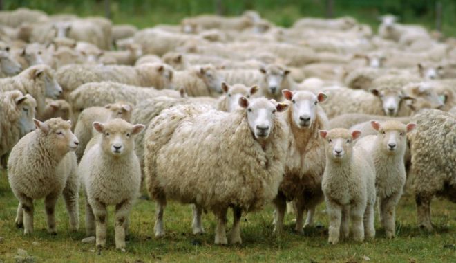 România a exportat animale vii de peste 302 milioane de euro, în ianuarie-septembrie 2020 - 1-1609856716.jpg