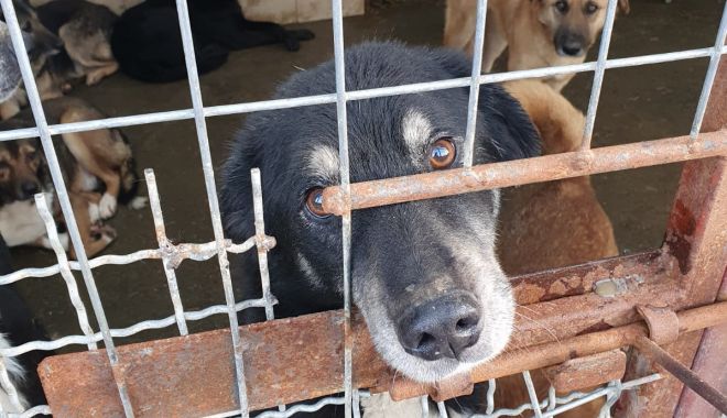 Adoptaţi responsabil! Animale fără stăpân aşteaptă să se integreze în familii iubitoare - 1-1610725962.jpg