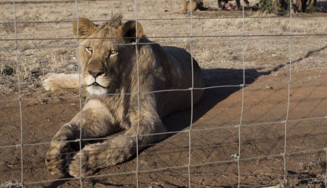 BBC: Africa de Sud va interzice creşterea leilor pentru vânătoare sau în scopuri turistice - 1-1620023307.jpg