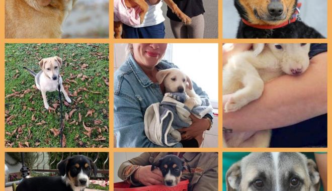 Soarta a peste 200 de căţei din Adăpostul de Animale Abandonate Constanța a fost decisă în 2022! - 1-1672996045.jpeg