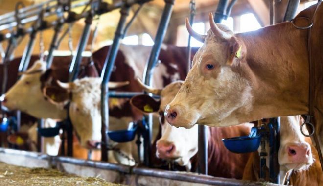 Crescătorii de animale vor primi sprijinul financiar de aproape 16 milioane lei - 1-1678192831.jpg