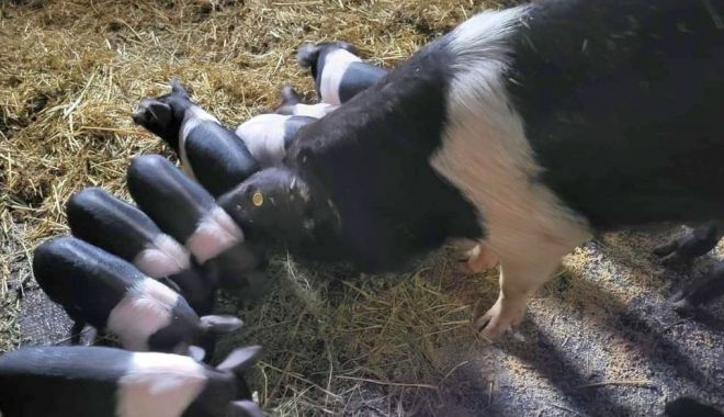 Bani de la stat pentru crescătorii constănţeni de porci din rasele Bazna şi Mangaliţa - 1-1681132062.jpg