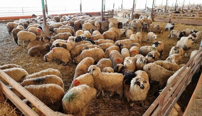 Ajutor de stat pentru crescătorii de animale constănţeni. Cererile se depun luna aceasta - 1-1688467301.jpg