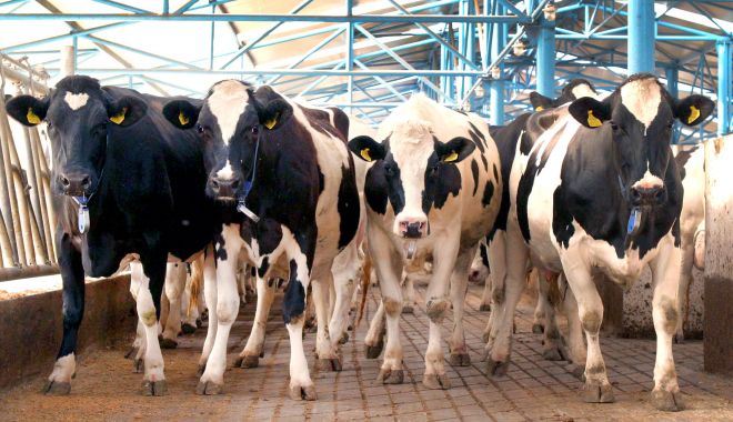 Agricultură: Unităţile de procesare au colectat cu 12,1% mai mult lapte de vacă, în primul semestru