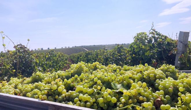 Fermierii constănţeni pot depune cererile de plată pentru asigurarea recoltelor până pe 12 octombrie