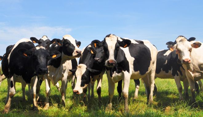 Agricultură: Efectivele de bovine, în scădere cu 1% la 1 iunie 2023 - 1-1695383577.jpg