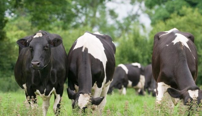 Sprijin financiar de peste 83 de milioane de lei pentru susţinerea activităţii crescătorilor de bovine - 1-1695890589.jpg