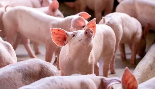 APIA: Sprijin financiar în valoare de peste 2,42 milioane lei pentru crescătorii de animale