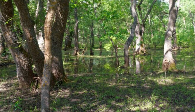 Cum să devii proprietar în Delta Dunării. Fiscul scoate la vânzare o pădure la Partizani - 1-1697807338.jpg