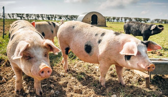 Sprijin financiar în valoare de peste 2,58 milioane de lei pentru crescătorii de animale - 1-1698403772.jpg