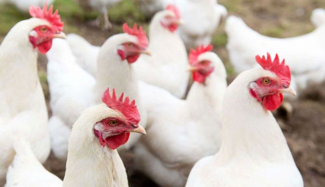 Comerţ, agricultură, finanţe. INFO economic - 1-1701862744.jpg