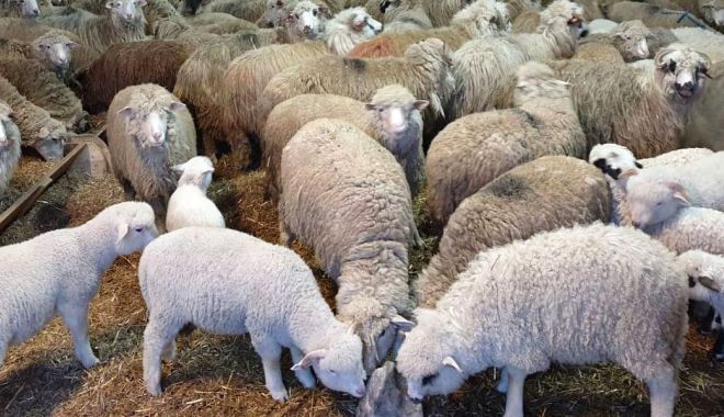 Sprijin financiar în valoare de peste 18,99 milioane lei pentru crescătorii de animale - 1-1701952389.jpg