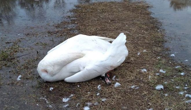Lebede moarte, găsite pe un lac din Delta Dunării. Probe prelevate pentru a stabili dacă aveau gripă aviară