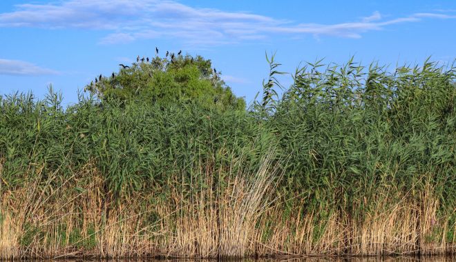 Ministrul Agriculturii: Anchetă privind legalitatea acordării subvenţiilor pentru recoltarea stufului din Delta Dunării - 1-1705663264.jpg