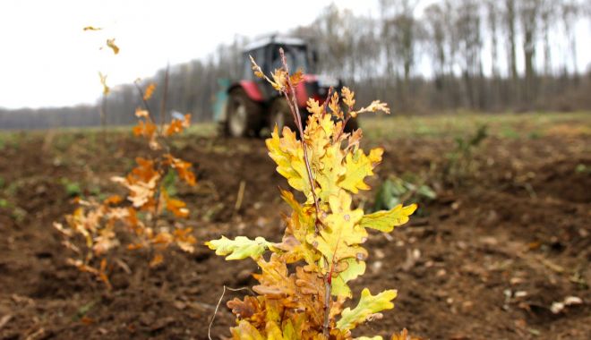 Romsilva: Peste 25 de milioane de puieţi, plantaţi, anul trecut, în fondul forestier de stat - 1-1706618109.jpg