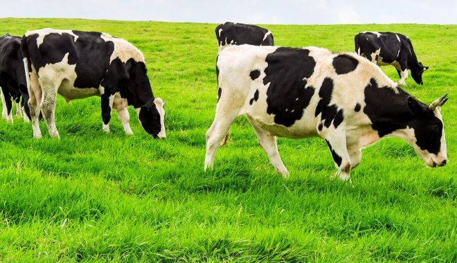 Creşterea de bovine şi bubaline. Fermierii constănţeni pot depune cereri pentru ajutor de stat până la 21 martie