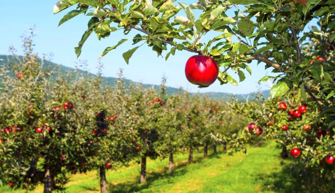 Fonduri nerambursabile pentru producătorii din sectorul agricol şi pomicol. Ce condiţii trebuie îndeplinite - 1-1709727837.jpg