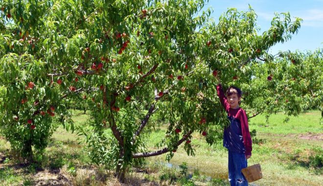 Agricultura nu se face după ureche! Lucrările de primăvară, esenţiale pentru o livadă de vis - 1-1710252038.jpg